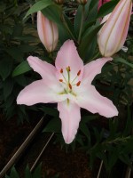 [5363 Euston DJ No01.JPG]